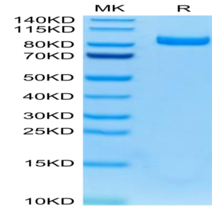 Mouse FAP Protein (FAP-MM101)