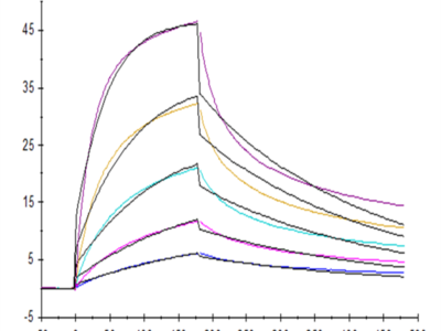 Human Fas/TNFRSF6/CD95 Protein (FAS-HM101)