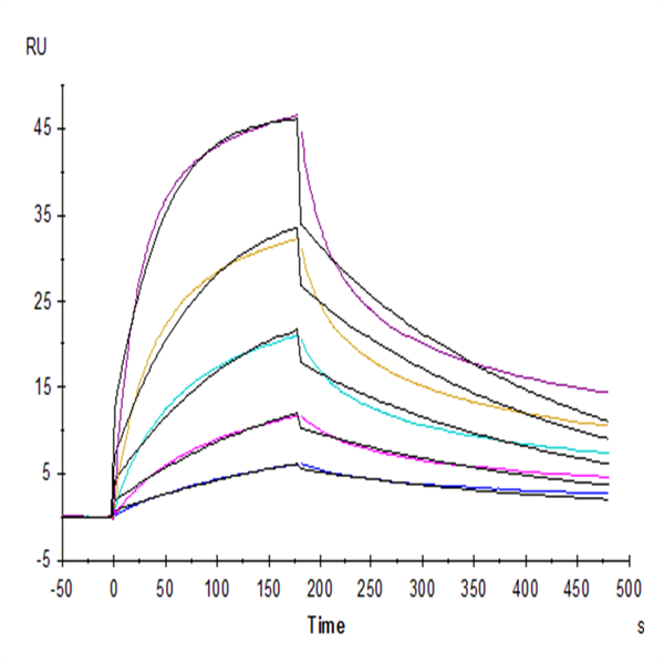 Human Fas Ligand/TNFSF6 Protein (FAS-HM10L) Human Fas Ligand/TNFSF6 Protein (FAS-HM10L)