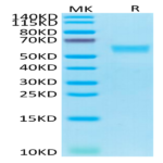 Human Fas/TNFRSF6/CD95 Protein (FAS-HM201)