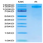 Human FcRH5/FcRL5 Protein (FCR-HM101)