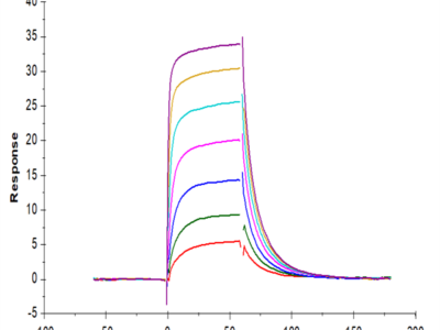 Human Fc gamma RIIIB/CD16b (NA1) Protein (FCR-HM11B)