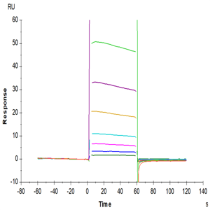 Human Fc gamma RIIA/CD32a (R167) Protein (FCR-HM42A)