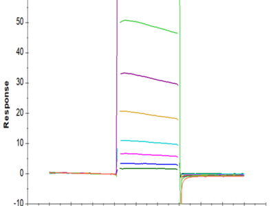 Human Fc gamma RIIA/CD32a (R167) Protein (FCR-HM42A)