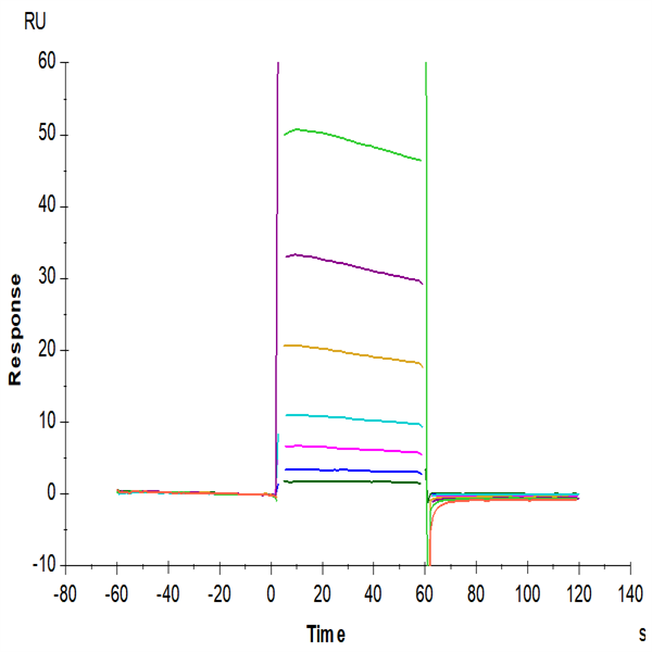 Human Fc gamma RIIA/CD32a (R167) Protein (FCR-HM42A)