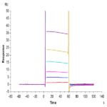 Biotinylated Human Fc gamma RIIA/CD32a (R167) Protein (FCR-HM42AB)