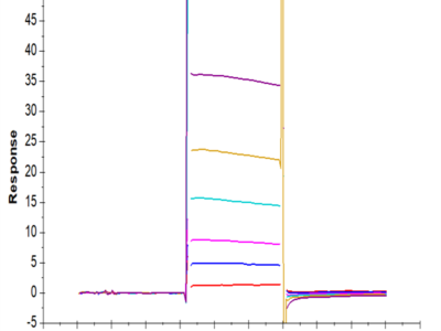 Biotinylated Human Fc gamma RIIA/CD32a (R167) Protein (FCR-HM42AB)