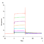 Biotinylated Human Fc gamma RIIA/CD32a (R167) Protein (FCR-HM42AB)