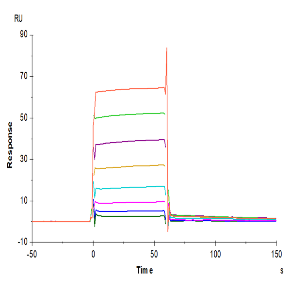 Biotinylated Human Fc gamma RIIA/CD32a (R167) Protein (FCR-HM42AB)