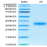 Biotinylated Human Fc gamma RIIA/CD32a (R167) Protein (FCR-HM42AB)