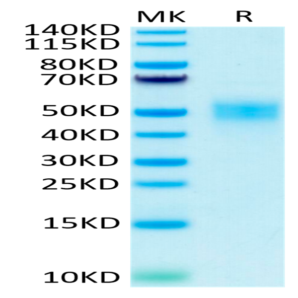 Biotinylated Human Fc gamma RIIIB/CD16b (NA2) Protein (FCR-HM42BB)