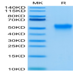 Human Fc gamma RIIIA/CD16a (V176) Protein (FCR-HM43A)