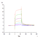 Biotinylated Human Fc gamma RIIIA/CD16a (V176) Protein (FCR-HM43AB)