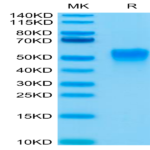 Biotinylated Human Fc gamma RIIIA/CD16a (V176) Protein (FCR-HM43AB)
