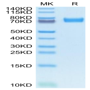 Mouse FcRH5/FcRL5 Protein (FCR-MM101)