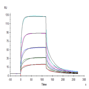 Mouse Fc gamma RIV/CD16-2 Protein (FCR-MM162)