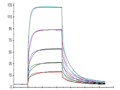Mouse Fc gamma RIV/CD16-2 Protein (FCR-MM162)