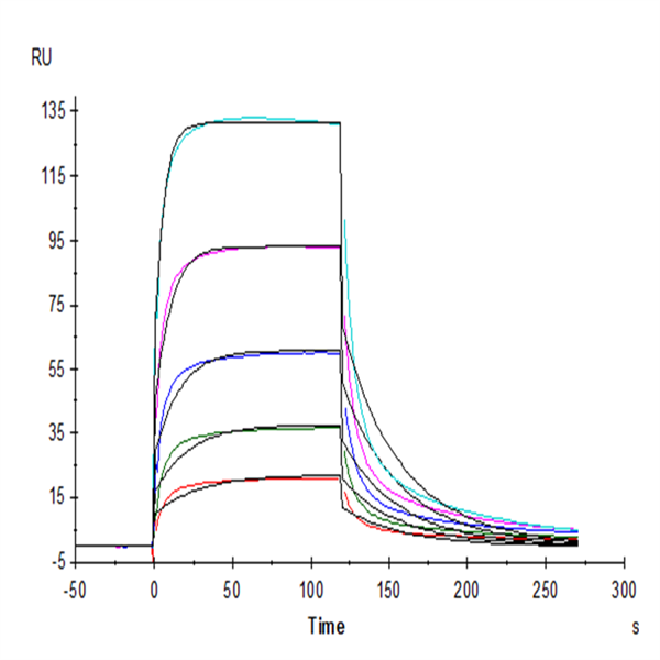 Mouse Fc gamma RIV/CD16-2 Protein (FCR-MM162) Mouse Fc gamma RIV/CD16-2 Protein (FCR-MM162)