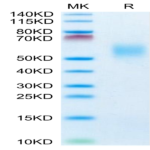 Cynomolgus FGFR2 beta (IIIb) Protein (FGF-CM1BB)