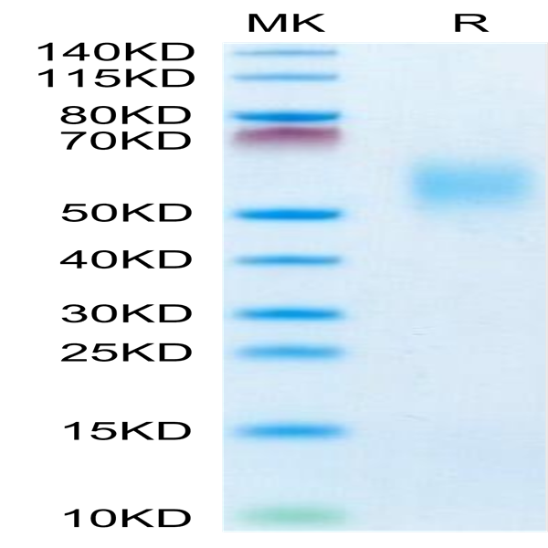 Cynomolgus FGFR2 beta (IIIb) Protein (FGF-CM1BB)