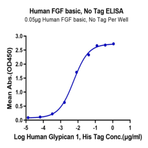 Human FGF basic Protein (FGF-HE001)