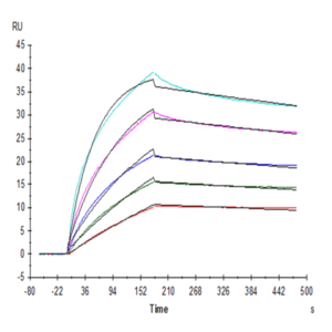 Human FGF10 Protein (FGF-HE010)
