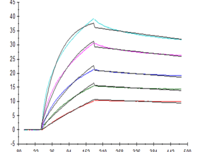 Human FGF10 Protein (FGF-HE010)