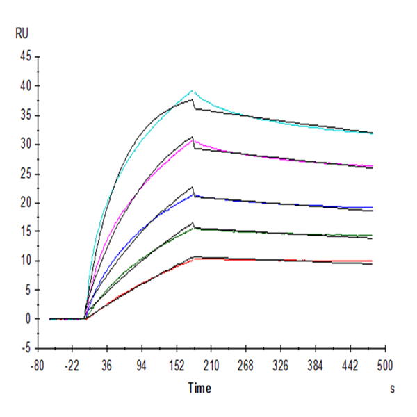 Human FGF10 Protein (FGF-HE010) Human FGF10 Protein (FGF-HE010)
