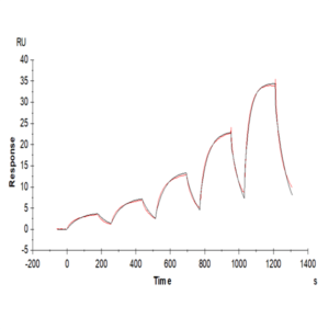 Biotinylated Human FGF10 Protein (Primary Amine Labeling) (FGF-HE010B)