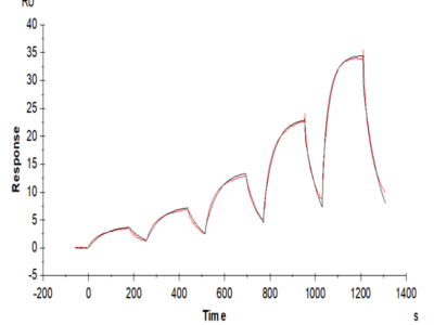 Biotinylated Human FGF10 Protein (Primary Amine Labeling) (FGF-HE010B)