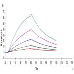 Human FGF21 Protein (FGF-HM121)