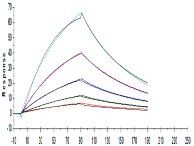 Human FGF21 Protein (FGF-HM121)