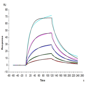 Human FGFR2 beta (IIIb) Protein (FGF-HM12D)
