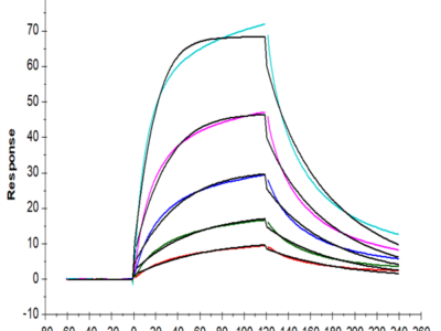 Human FGFR2 beta (IIIb) Protein (FGF-HM12D)