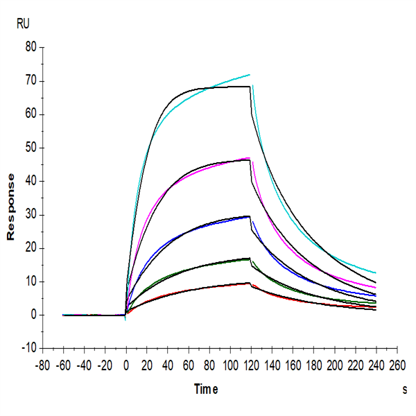 Human FGFR2 beta (IIIb) Protein (FGF-HM12D) Human FGFR2 beta (IIIb) Protein (FGF-HM12D)