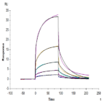 Hamster FGF21 Protein (FGF-HM12T)