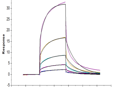 Hamster FGF21 Protein (FGF-HM12T)