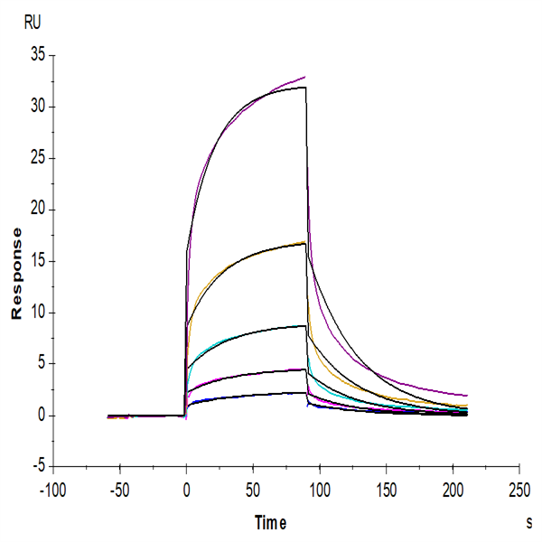 Hamster FGF21 Protein (FGF-HM12T) Hamster FGF21 Protein (FGF-HM12T)