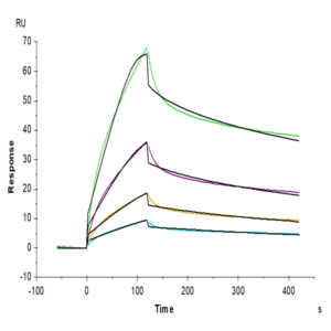 Human FGFR4 Protein (FGF-HM2R4)