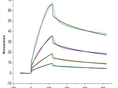 Human FGFR4 Protein (FGF-HM2R4)