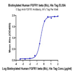 Biotinylated Human FGFR1 beta (IIIc) Protein (FGF-HM41CB)