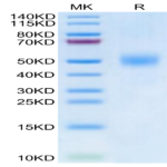 Biotinylated Human FGFR1 beta (IIIc) Protein (FGF-HM41CB)
