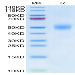Biotinylated Human FGFR1 beta (IIIc) Protein (FGF-HM41CB)
