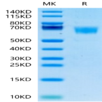 Human FGFR3 alpha (IIIc) Protein (FGF-HM43C)