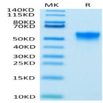 Biotinylated Human FGFR3 beta (IIIc) Protein (FGF-HM4BCB)