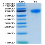 Human FGFR4 Protein (FGF-HM4R4)