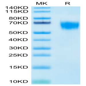 Biotinylated Human FGFR4 Protein (FGF-HM4R4B)