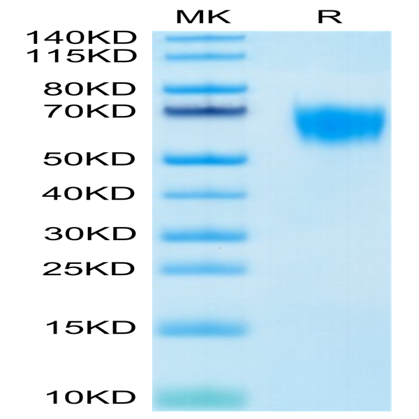 Biotinylated Human FGFR4 Protein (FGF-HM4R4B)