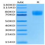Biotinylated Human FGFR1 alpha (IIIc) Protein (FGF-HM4RAB)
