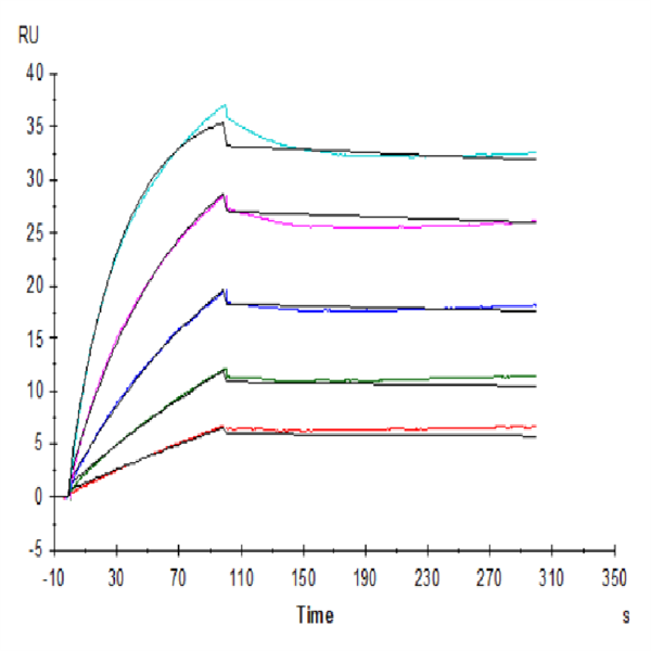 Human FGF21 Protein (FGF-HM621) Human FGF21 Protein (FGF-HM621)